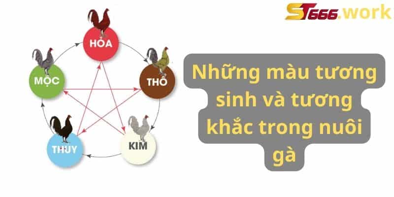 Những màu tương sinh và tương khắc trong nuôi gà